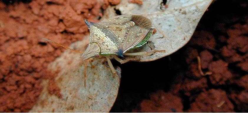Percevejos no milho: como evitá-los?