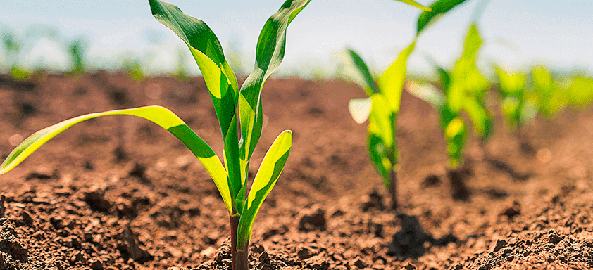 Percevejos: quais os impactos de um controle inadequado? 