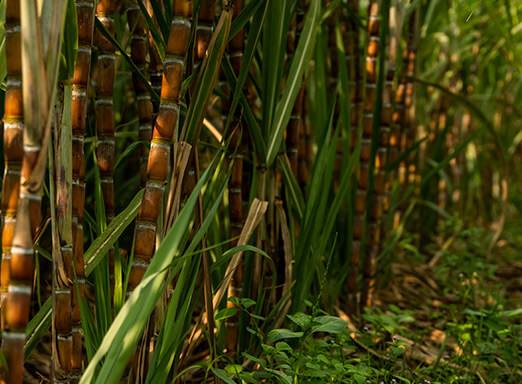 Como escolher um herbicida efetivo em períodos chuvosos? 