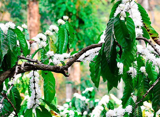 Por que a mancha-de-phoma pode ser seu pior inimigo?
