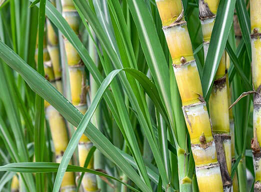 Por que aplicar o maturador na pré-colheita da cana? 