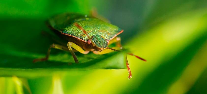 Por que o percevejo é um inimigo da produtividade do milho?