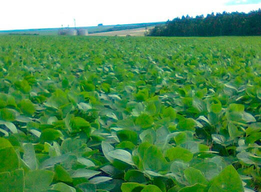 Por que usar um fungicida multipotente na lavoura de soja?