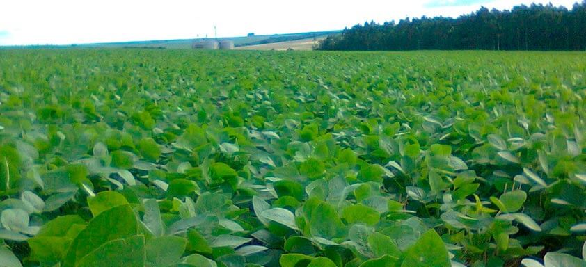 Por que usar um fungicida multipotente na lavoura de soja?