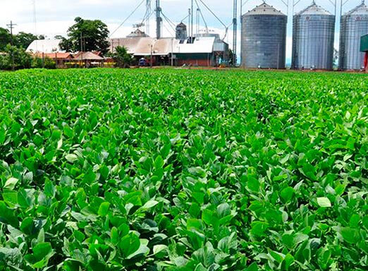 Potência e consistência: conheça a nova era de fungicidas