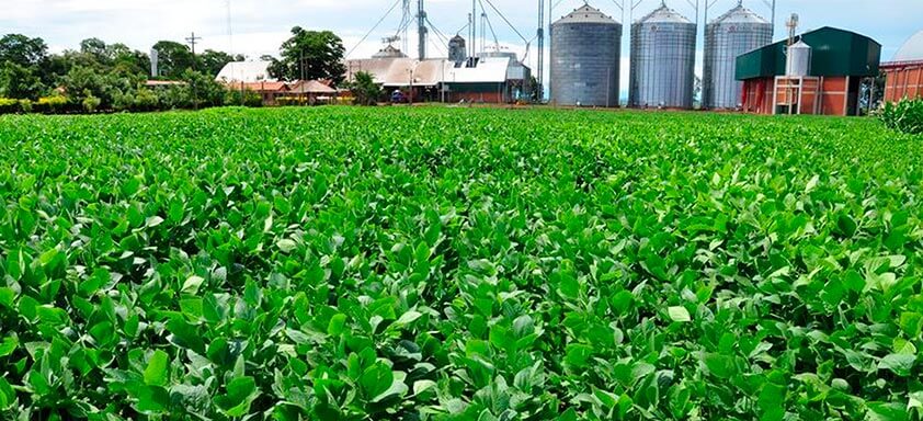 Potência e consistência: conheça a nova era de fungicidas