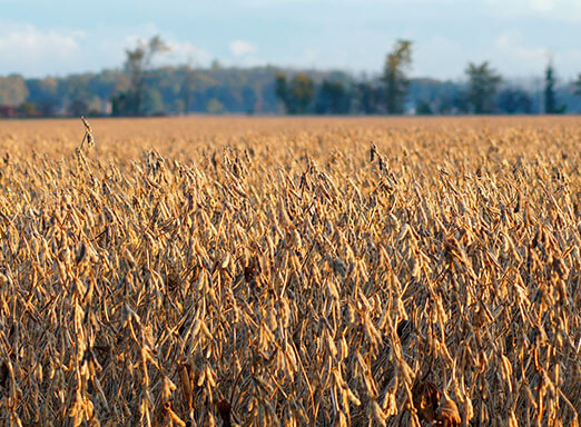 Potência e tecnologia no combate e controle às doenças da soja