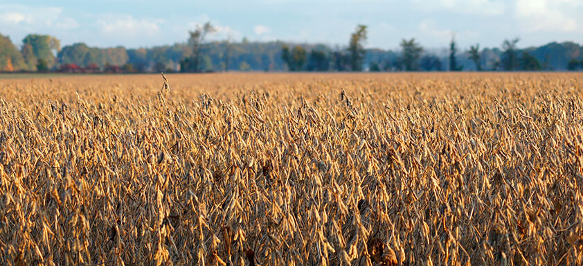 Potência e tecnologia no combate e controle às doenças da soja