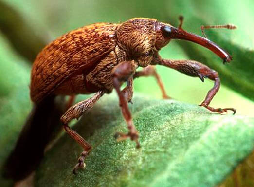 Pragas do algodão: o bicudo-do-algodeiro merece atenção