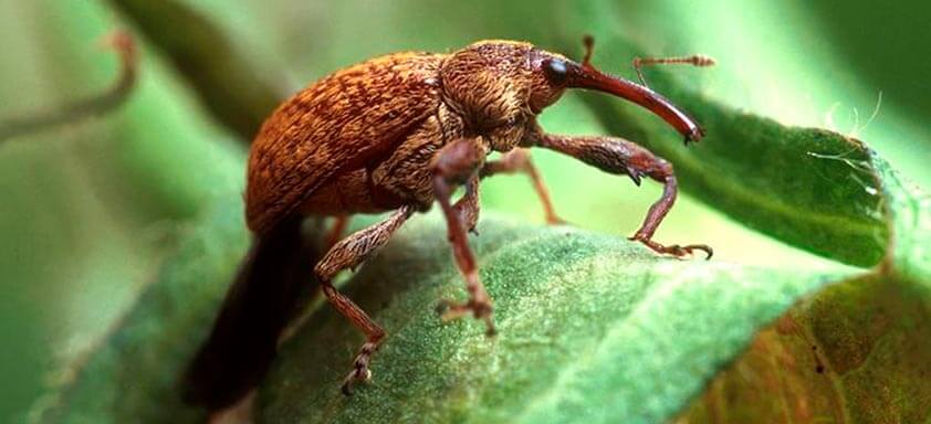 Pragas do algodão: o bicudo-do-algodeiro merece atenção