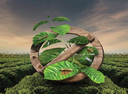 Pragas do café: como ter flexibilidade e precisão no controle