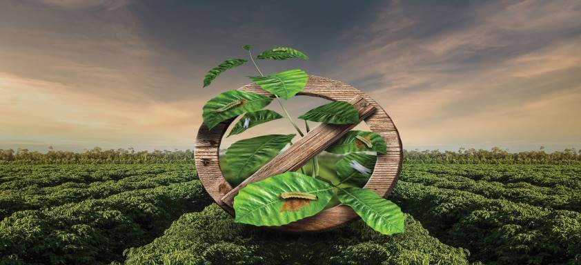 Pragas do café: como ter flexibilidade e precisão no controle