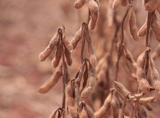 Pré-plantio e dessecação bem-feita para uma lavoura saudável 