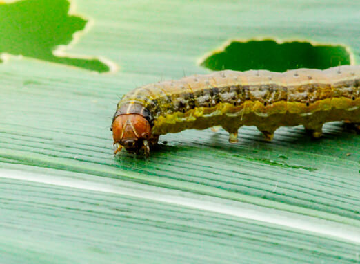 Safrinha do milho: como manter as lagartas longe da lavoura?