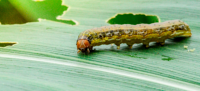 Safrinha do milho: como manter as lagartas longe da lavoura?