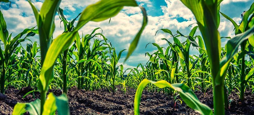 Safrinha do milho: você está preparado para controlar as doenças?
