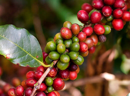 Saiba como ter uma florada bonita e um cafezal produtivo