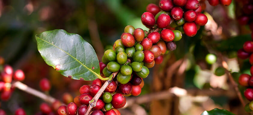 Saiba como ter uma florada bonita e um cafezal produtivo