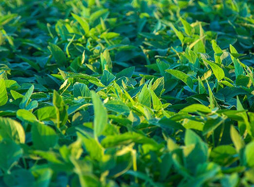 Soja: 3 pragas que rondam a sua lavoura