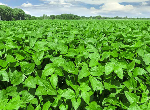 Soja: a importância dos fungicidas no controle de doenças