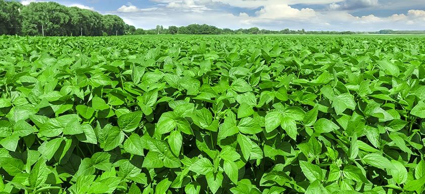 Soja: a importância dos fungicidas no controle de doenças