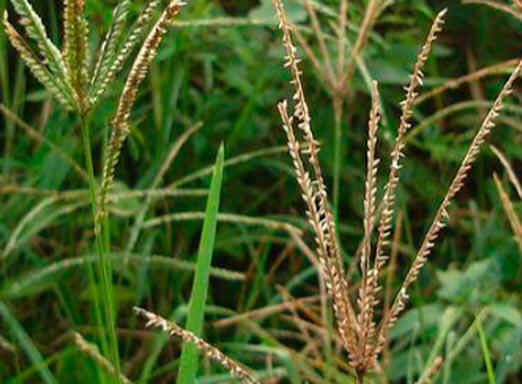 Soja: acabe já com o capim-amargoso e o capim-pé-de-galinha 