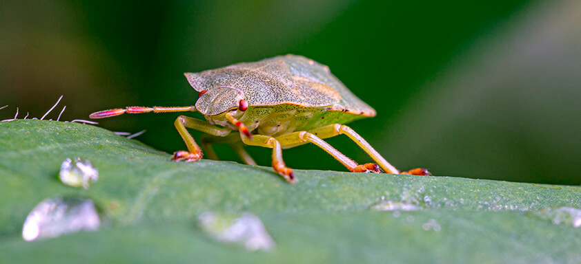 Soja: como combater os percevejos na lavoura