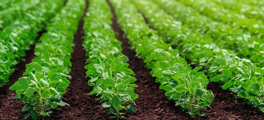 Soja: é hora de proteger o potencial produtivo e aumentar a lucratividade