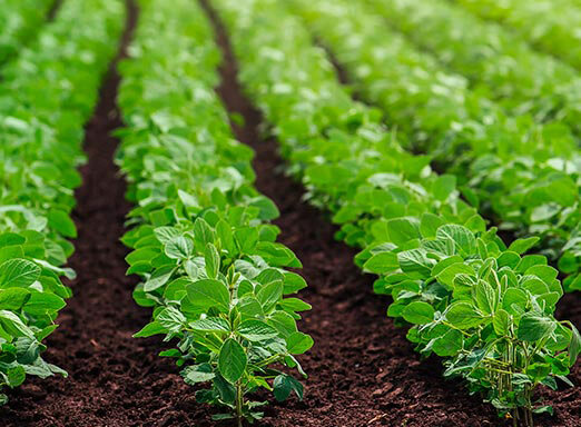 Soja: é hora de proteger o potencial produtivo e aumentar a lucratividade