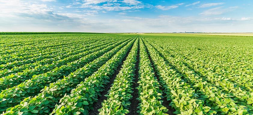 Soja: é hora de prevenir a lavoura contra o complexo de doenças