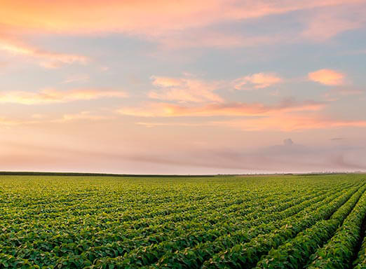Soja: eficiência e seletividade antes que as doenças apareçam