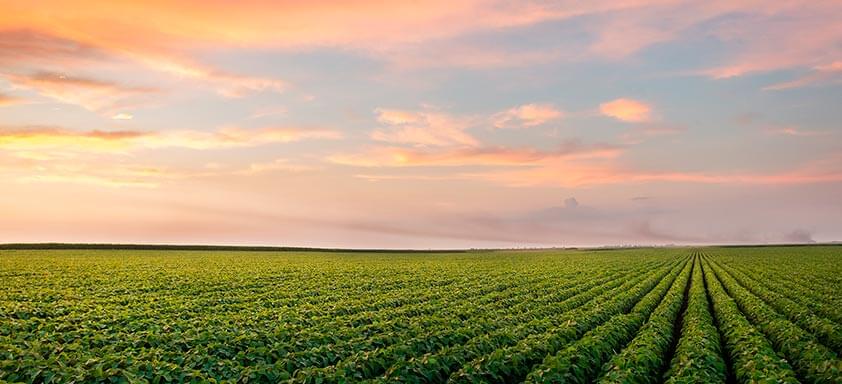 Soja: eficiência e seletividade antes que as doenças apareçam
