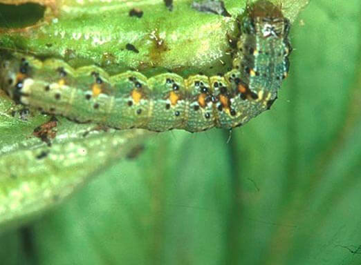 Soja: infestação de helicoverpa preocupa produtores no MT