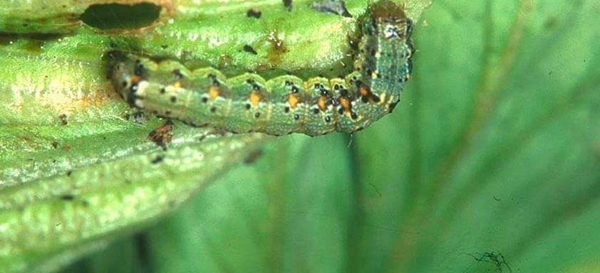 Soja: infestação de helicoverpa preocupa produtores no MT