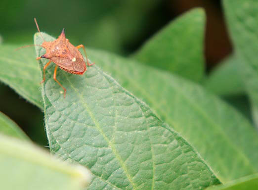 Soja: livre-se dos percevejos nas primeiras aplicações