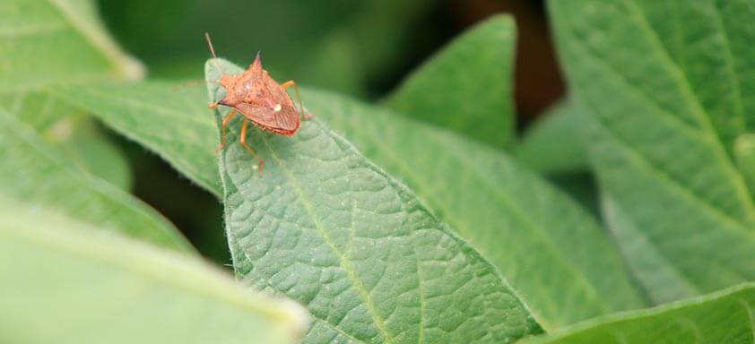Soja: livre-se dos percevejos nas primeiras aplicações