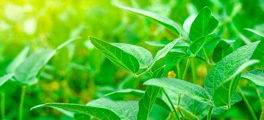 Soja: mantenha sua lavoura livre das lagartas de difícil controle