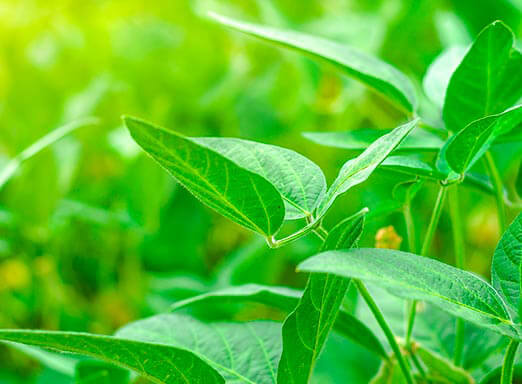 Soja: mantenha sua lavoura livre das lagartas de difícil controle