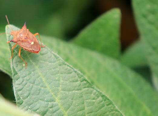 As daninhas andam se espalhando pela lavoura de cana? Acabe com elas!