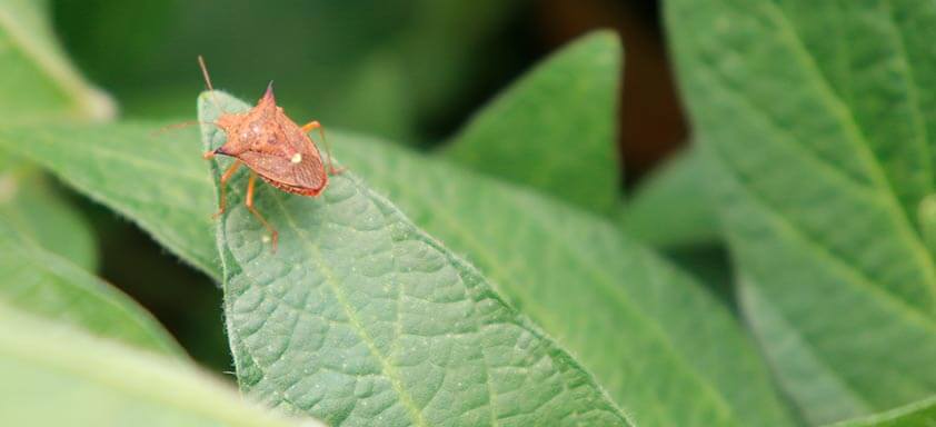 As daninhas andam se espalhando pela lavoura de cana? Acabe com elas!
