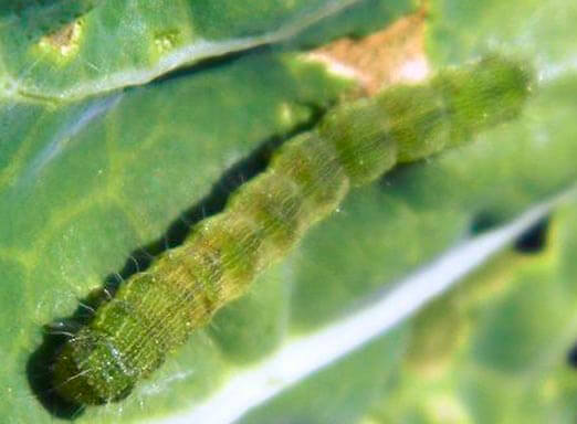 Soja: não tema as lagartas na sua próxima safra