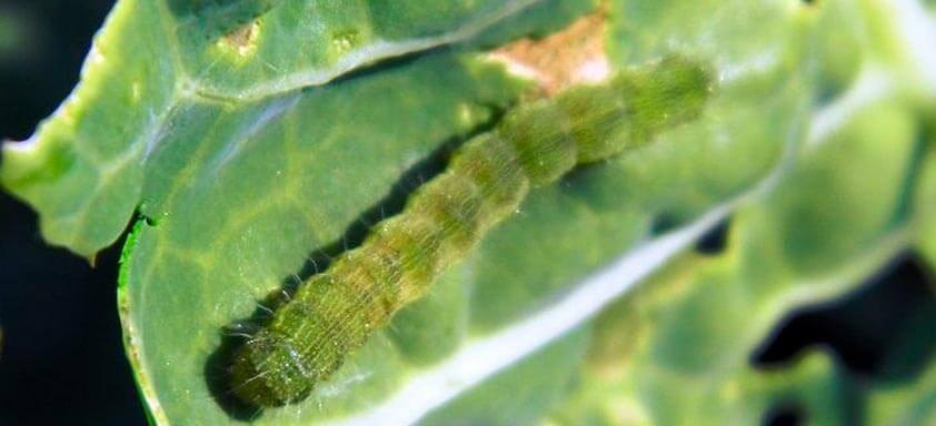 Soja: não tema as lagartas na sua próxima safra