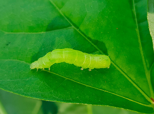 Soja: seja implacável contra as lagartas na sua lavoura