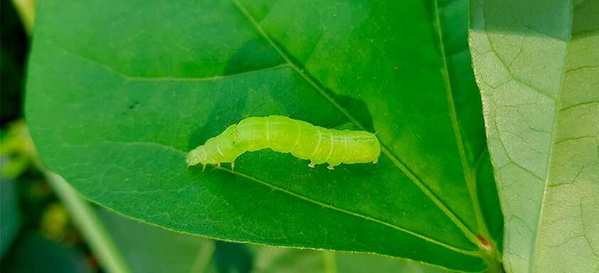 Soja: seja implacável contra as lagartas na sua lavoura