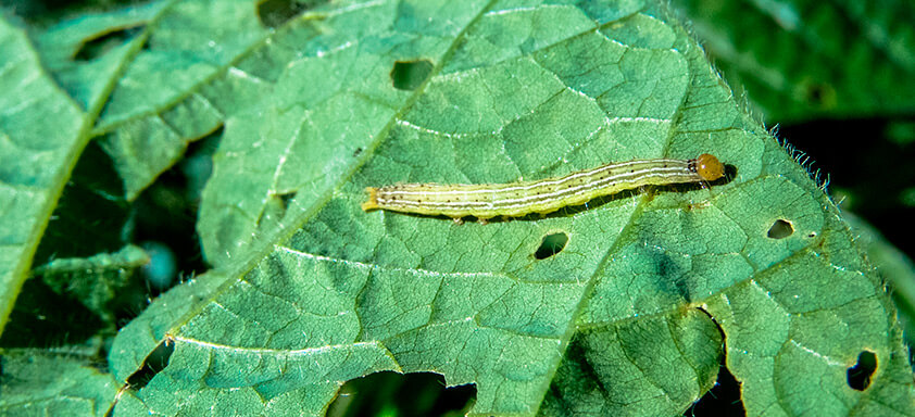 Soja: seja temido pelas lagartas de difícil controle 
