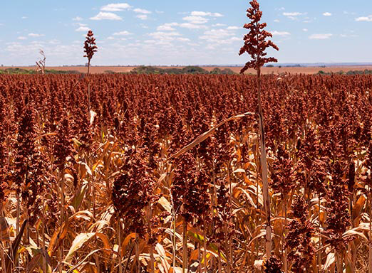 Sorgo: como ter uma lavoura protegida desde o plantio?