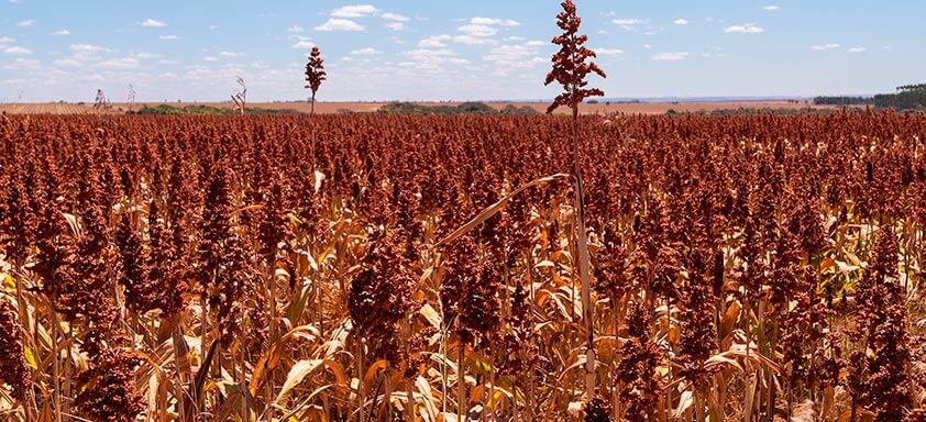 Sorgo: como ter uma lavoura protegida desde o plantio?