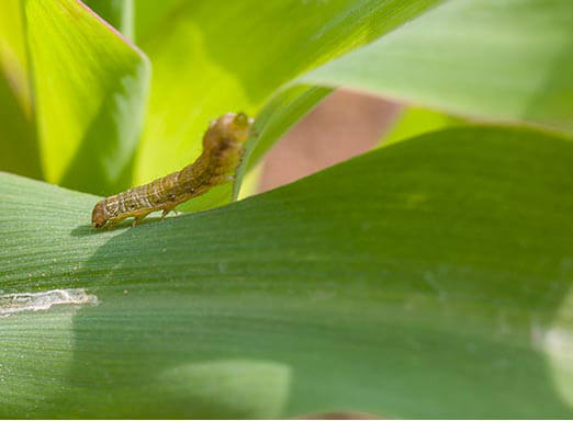 Spodoptera frugiperda: dias contados para as lagartas do milho