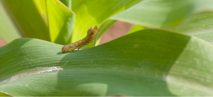 Spodoptera frugiperda: dias contados para as lagartas do milho