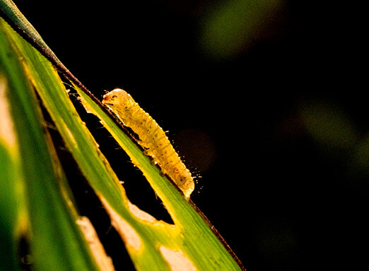 Spodoptera frugiperda: não deixe seu milho correr perigo 